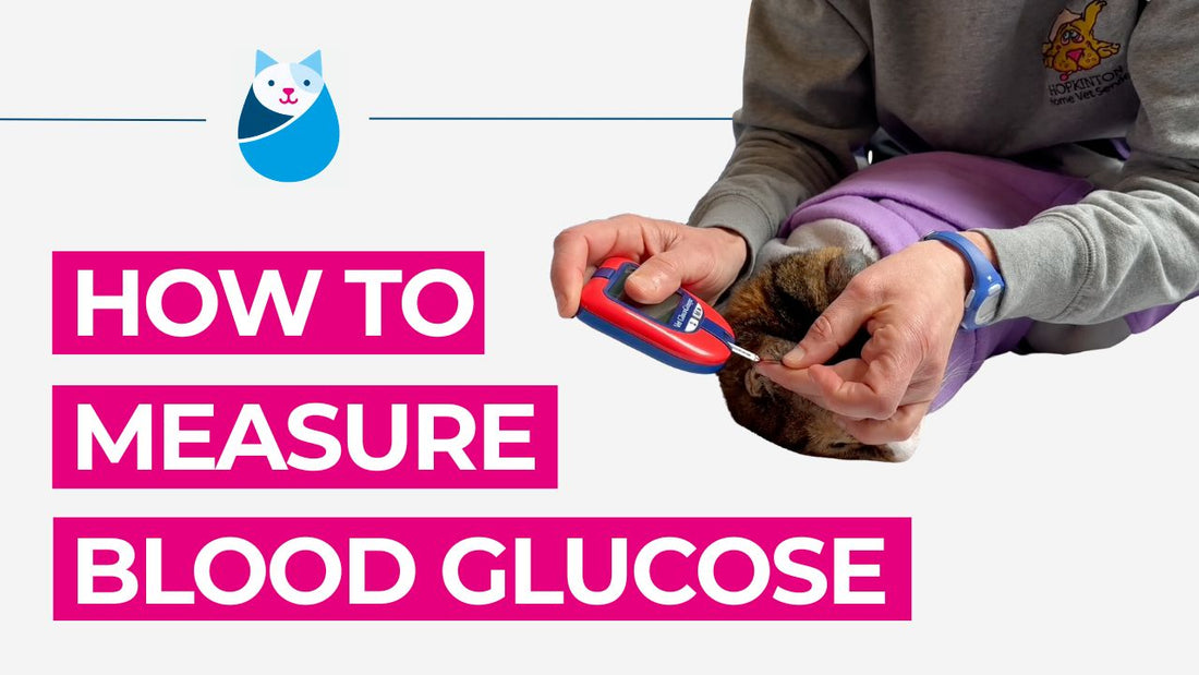 How to Measure a Cat's Blood Glucose