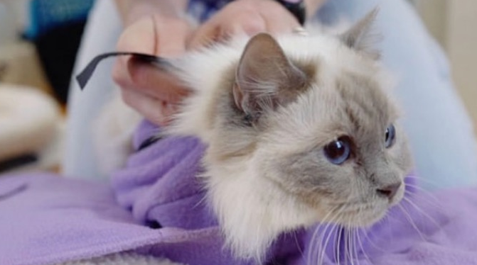 Cat calming products australia online